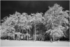 Winterwald