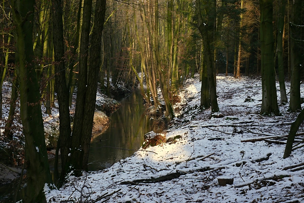 Winterwald