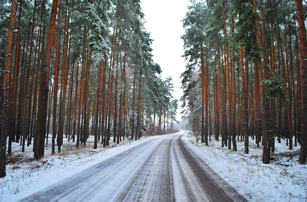 Winterwald