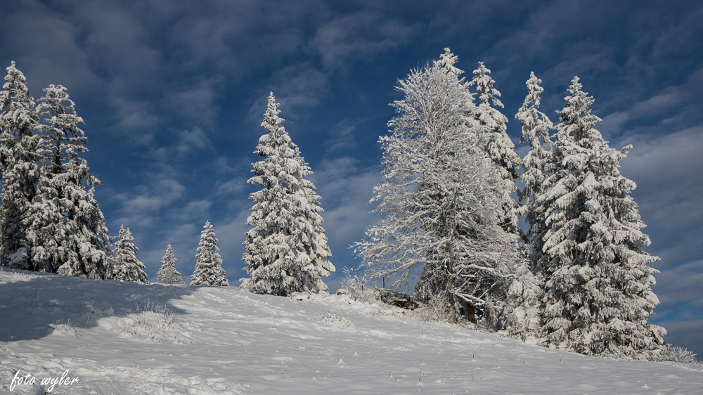 Winterwald