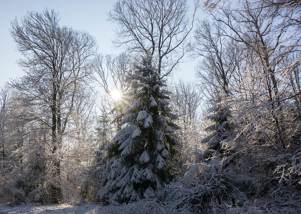 Winterwald