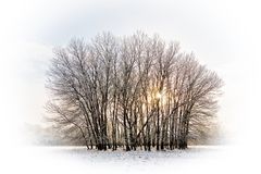Winterwald