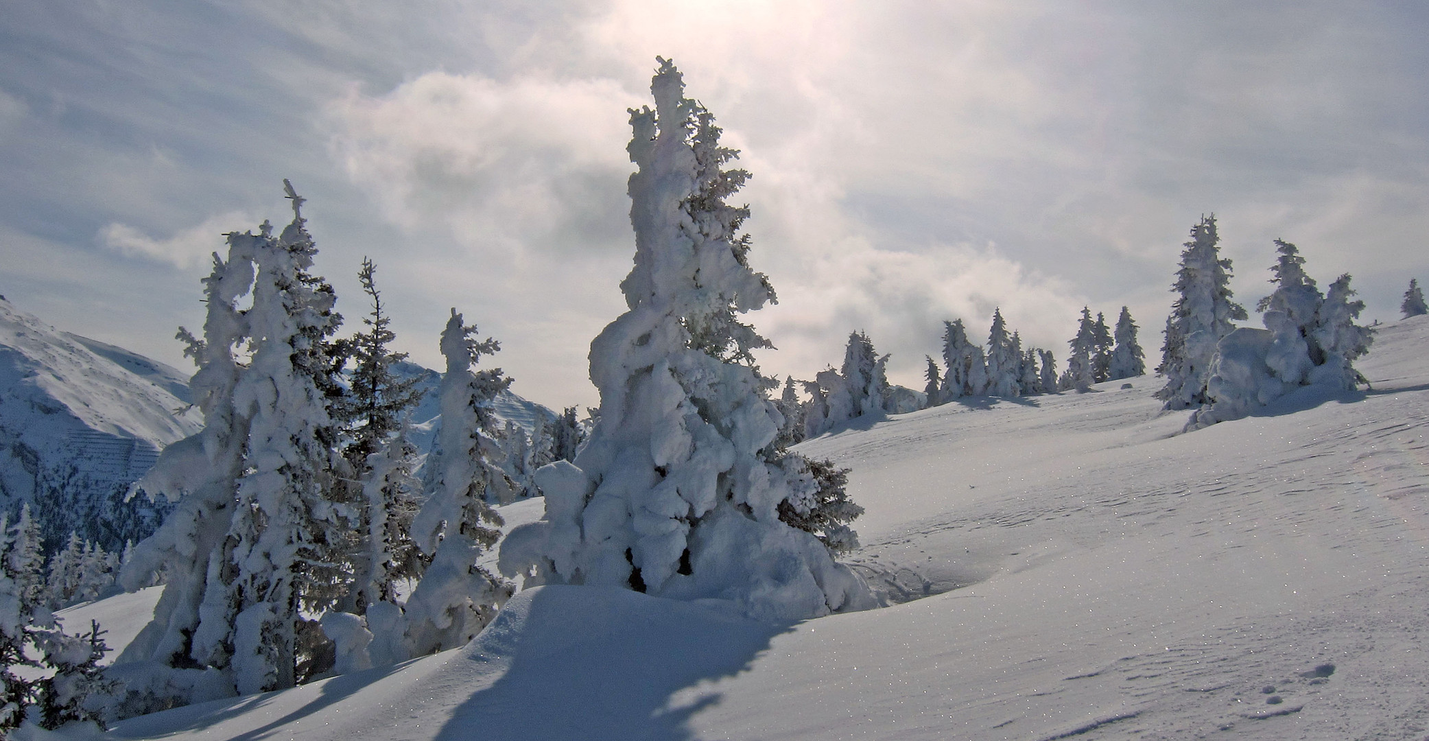 Winterwald