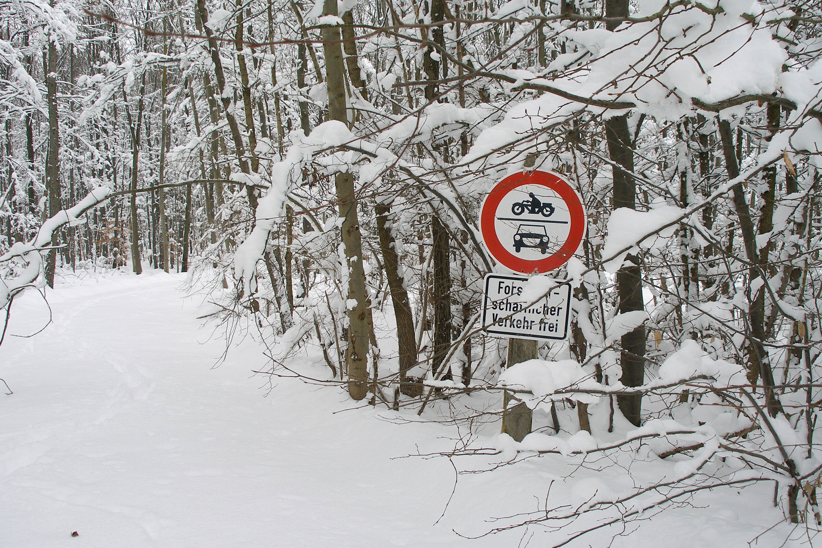 Winterwald