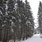 winterwald