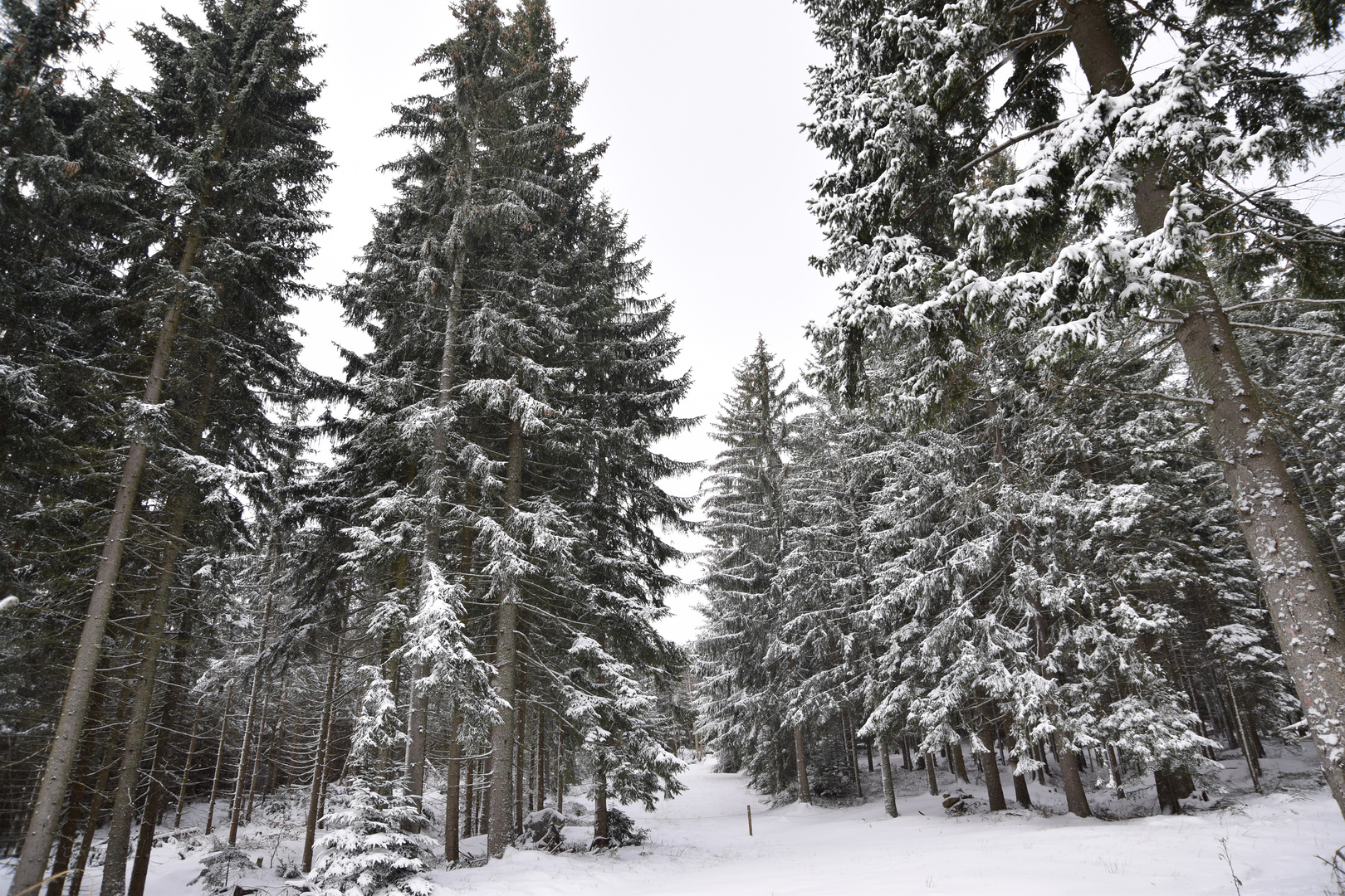 winterwald