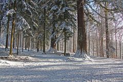 Winterwald