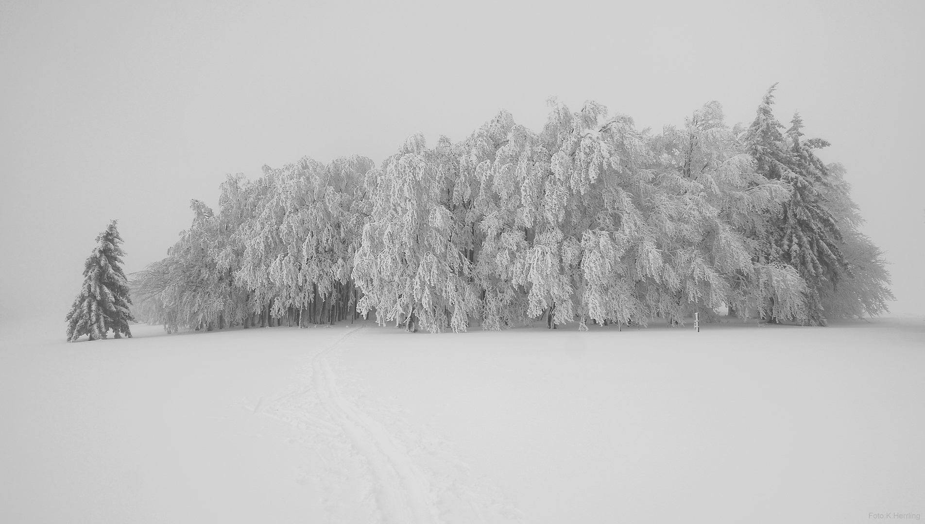 Winterwald