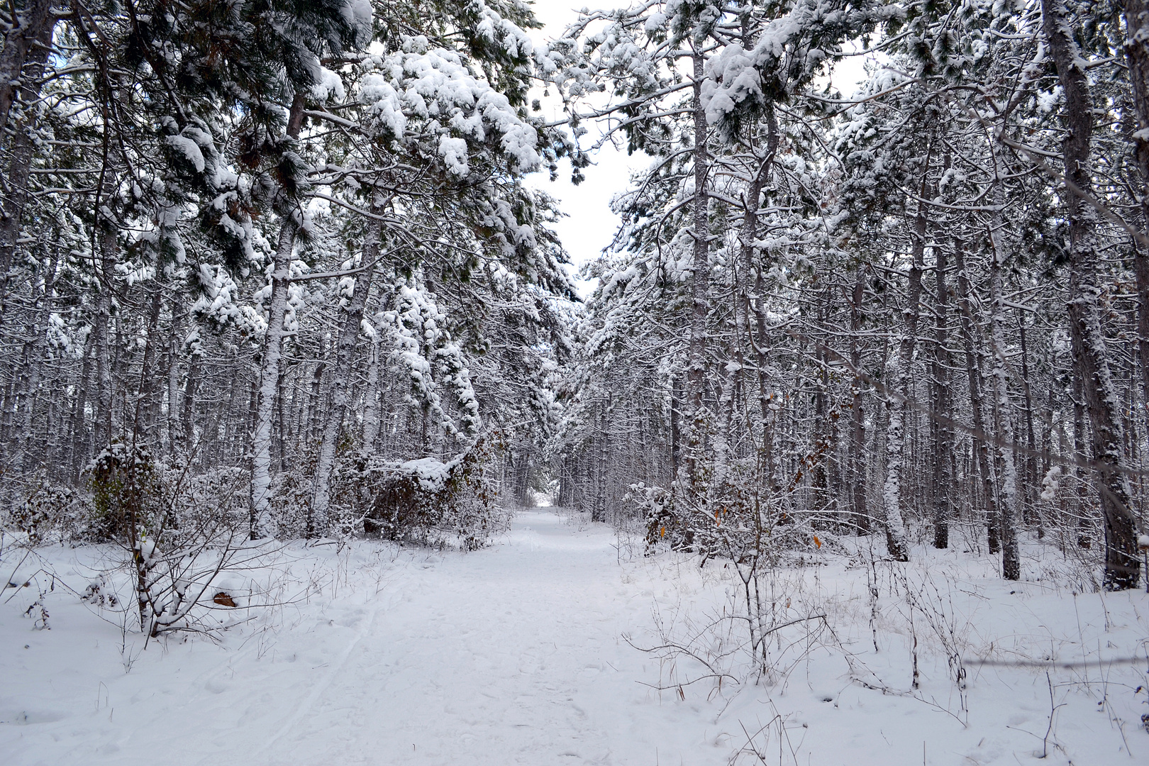 Winterwald