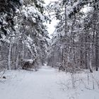 Winterwald