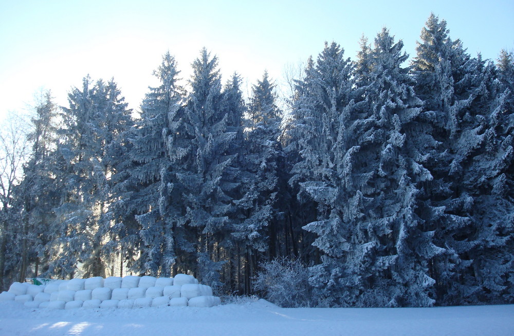 Winterwald