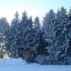 Winterwald