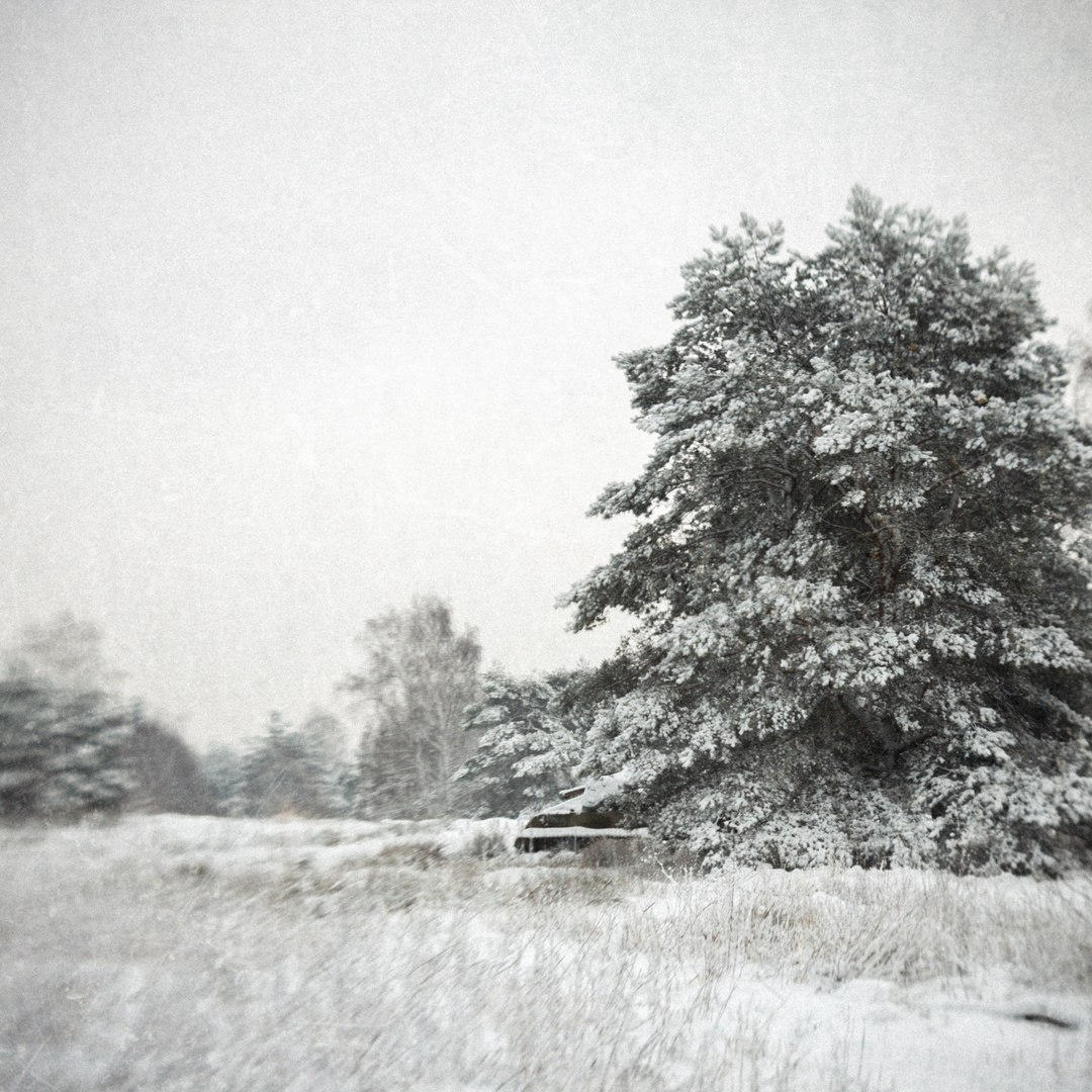 Winterwald