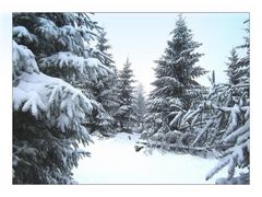 Winterwald