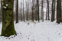 Winterwald