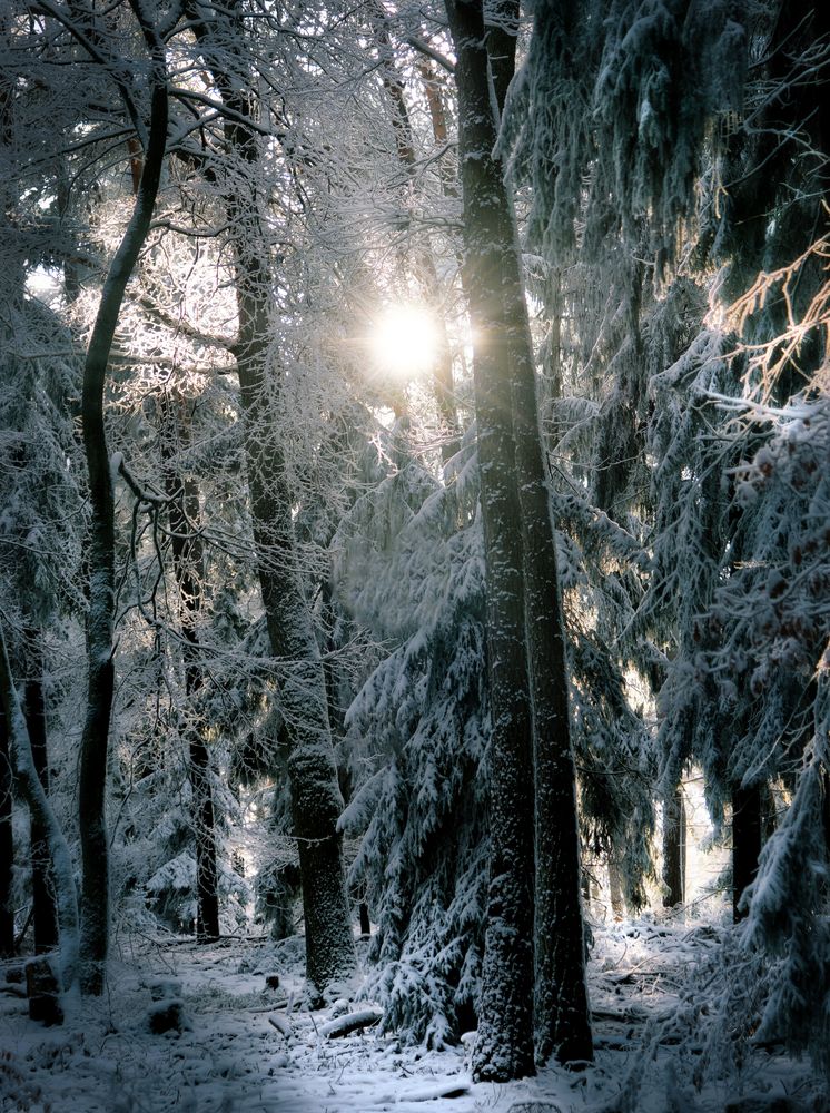 Winterwald