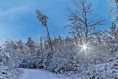 Winterwald