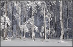 Winterwald