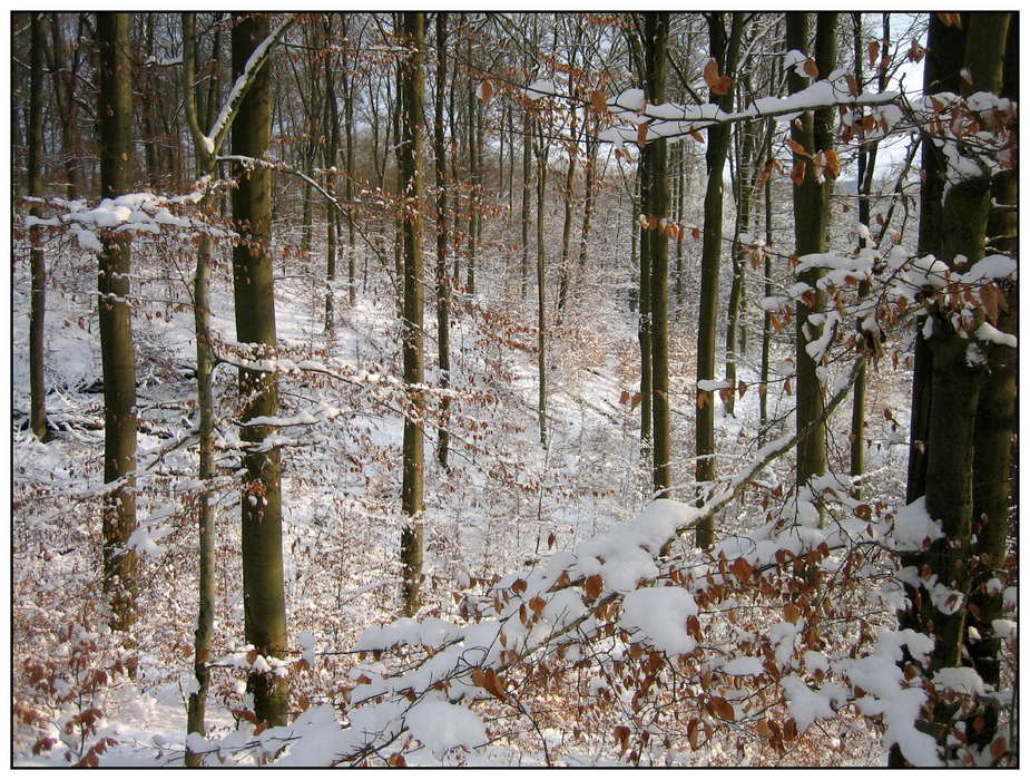 Winterwald