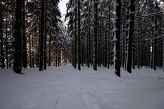 Winterwald