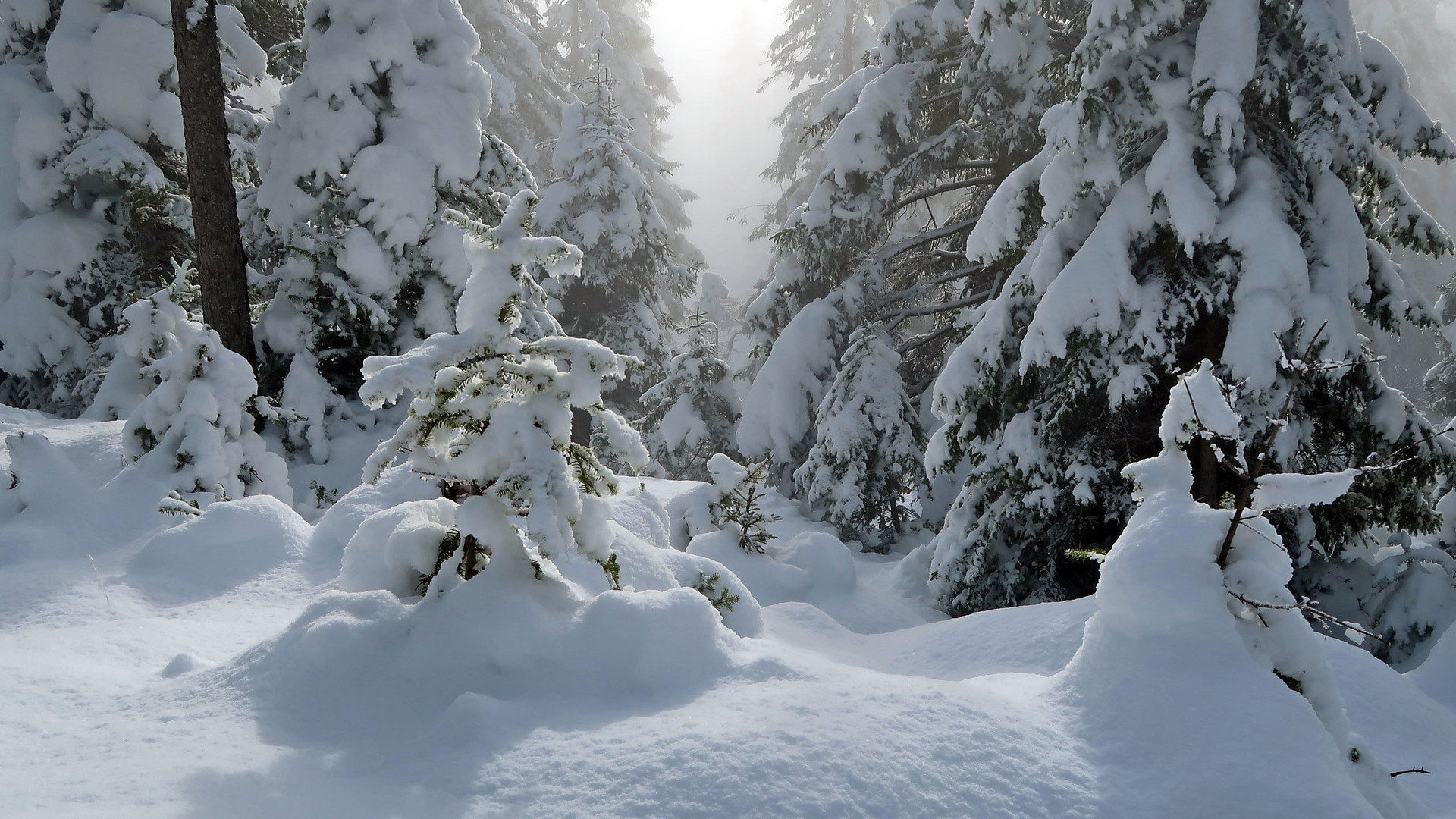 Winterwald Foto & Bild landschaft, jahreszeiten, winter Bilder auf