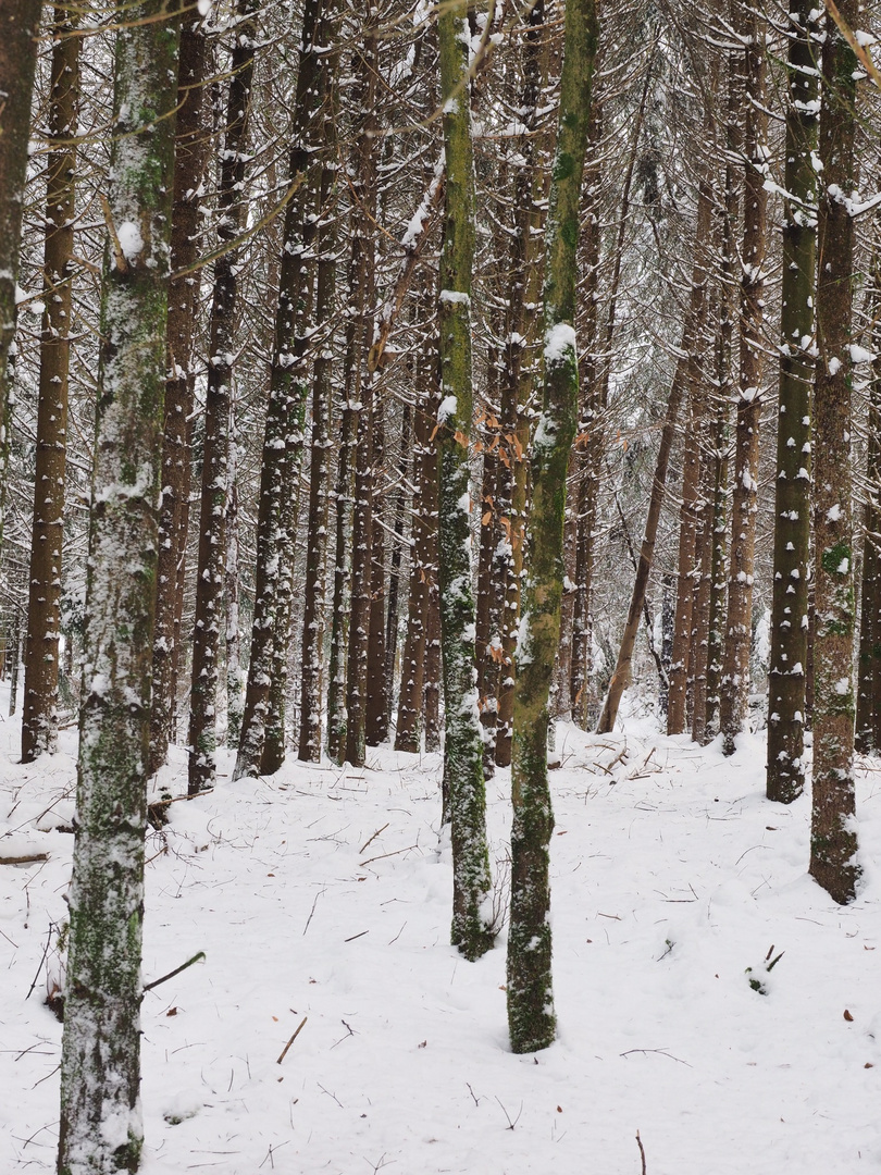 Winterwald