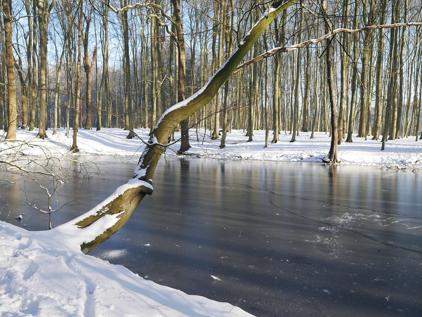 Winterwald