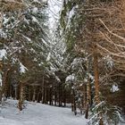 Winterwald