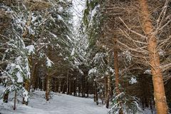 Winterwald