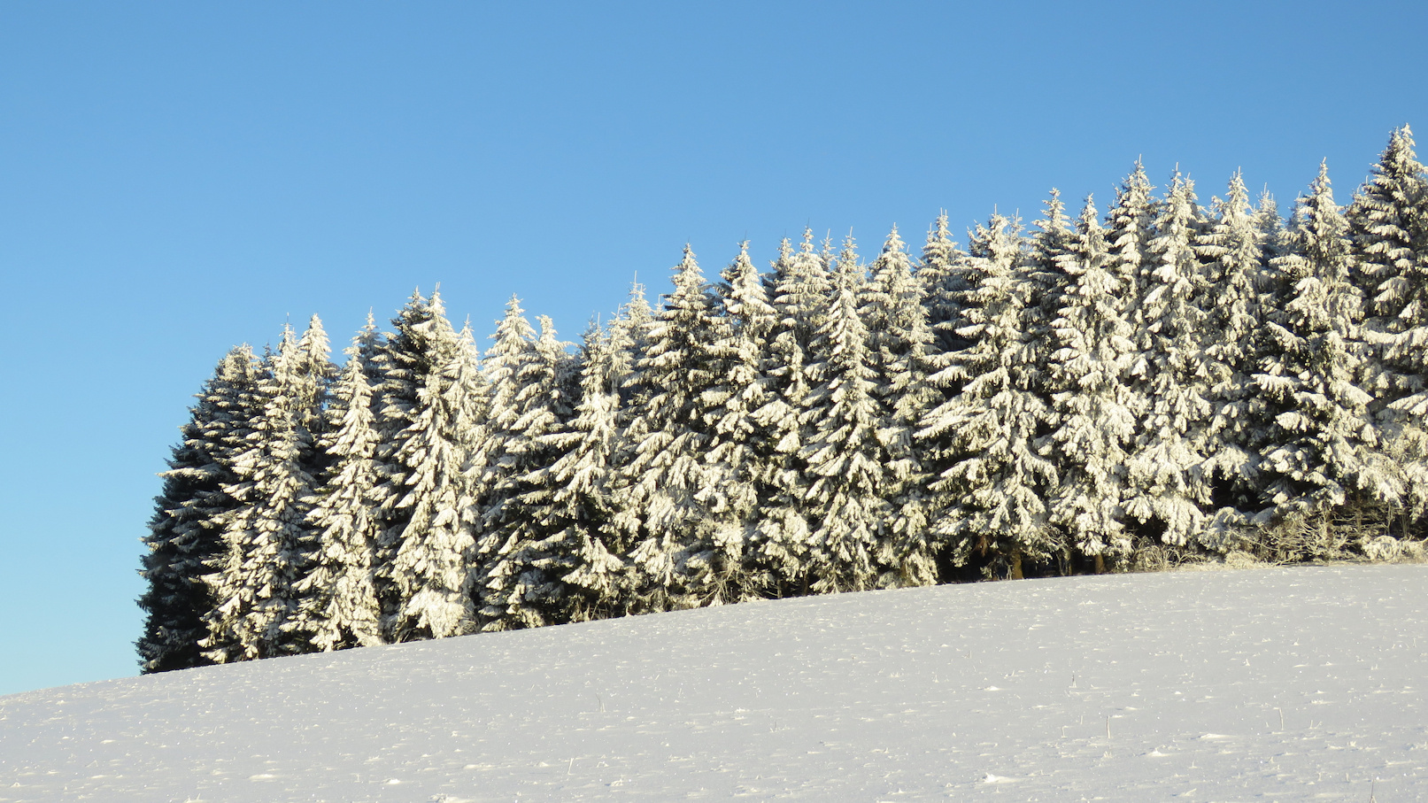 Winterwald