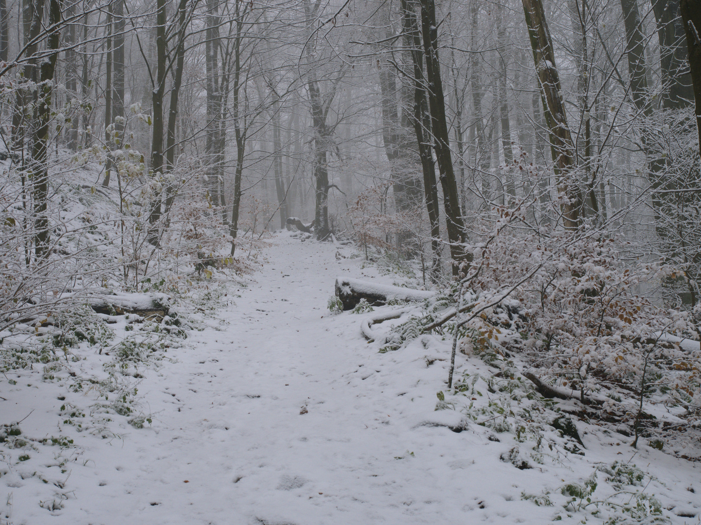 Winterwald