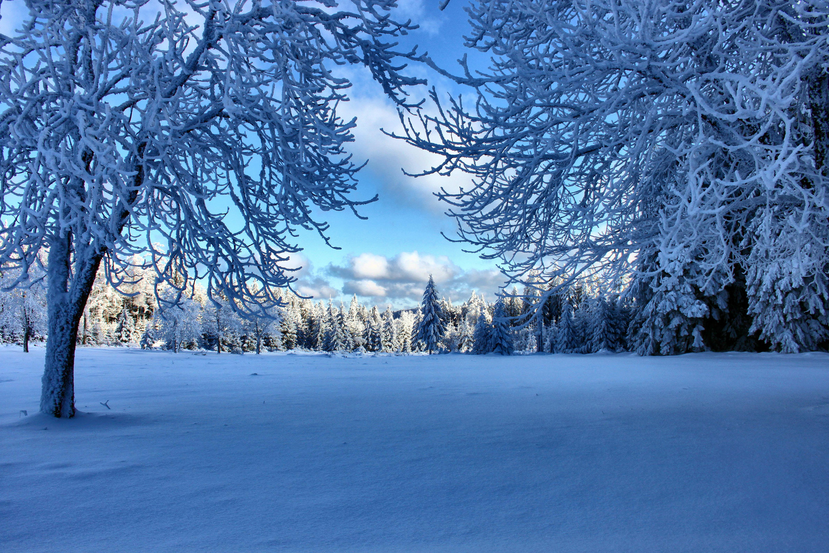 Winterwald