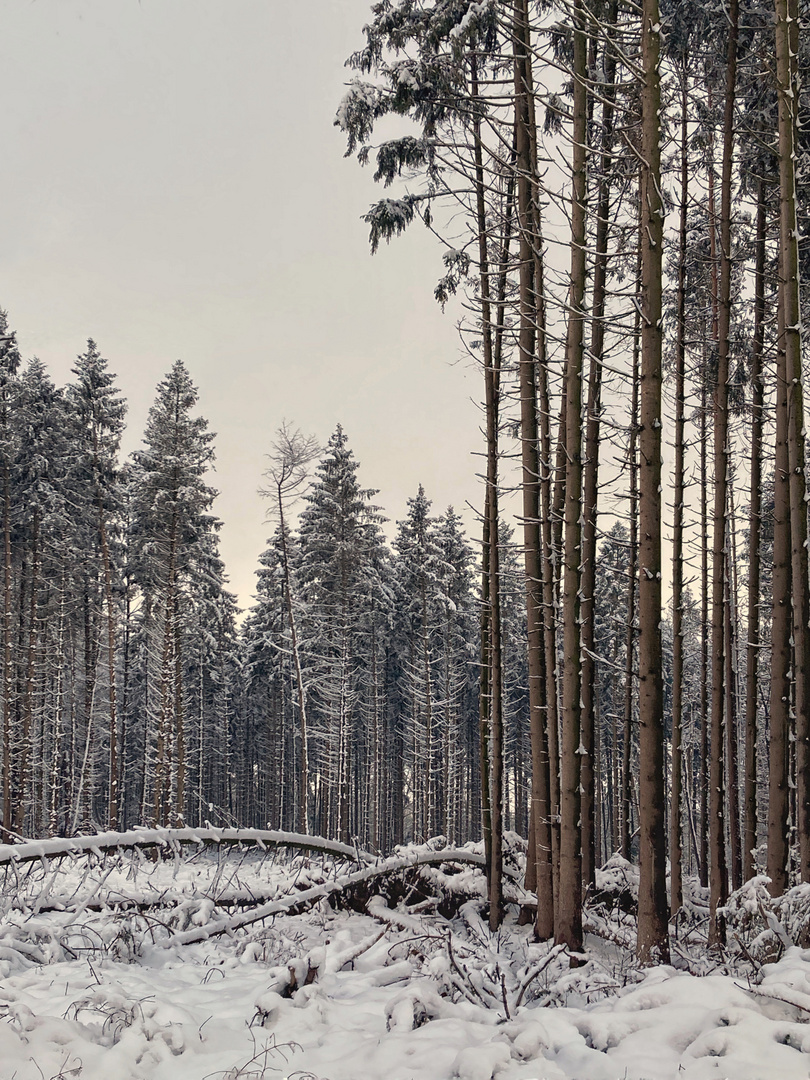 Winterwald