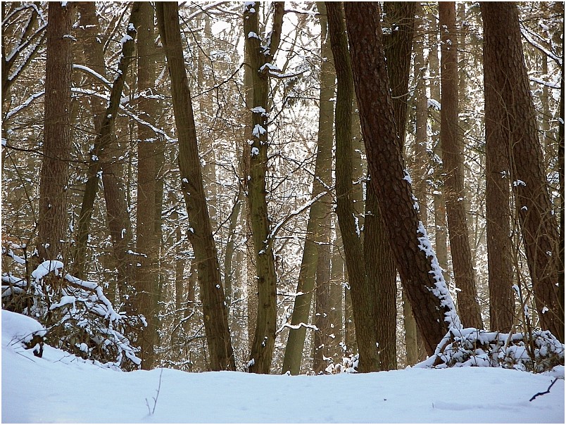 Winterwald