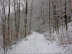 Winterwald