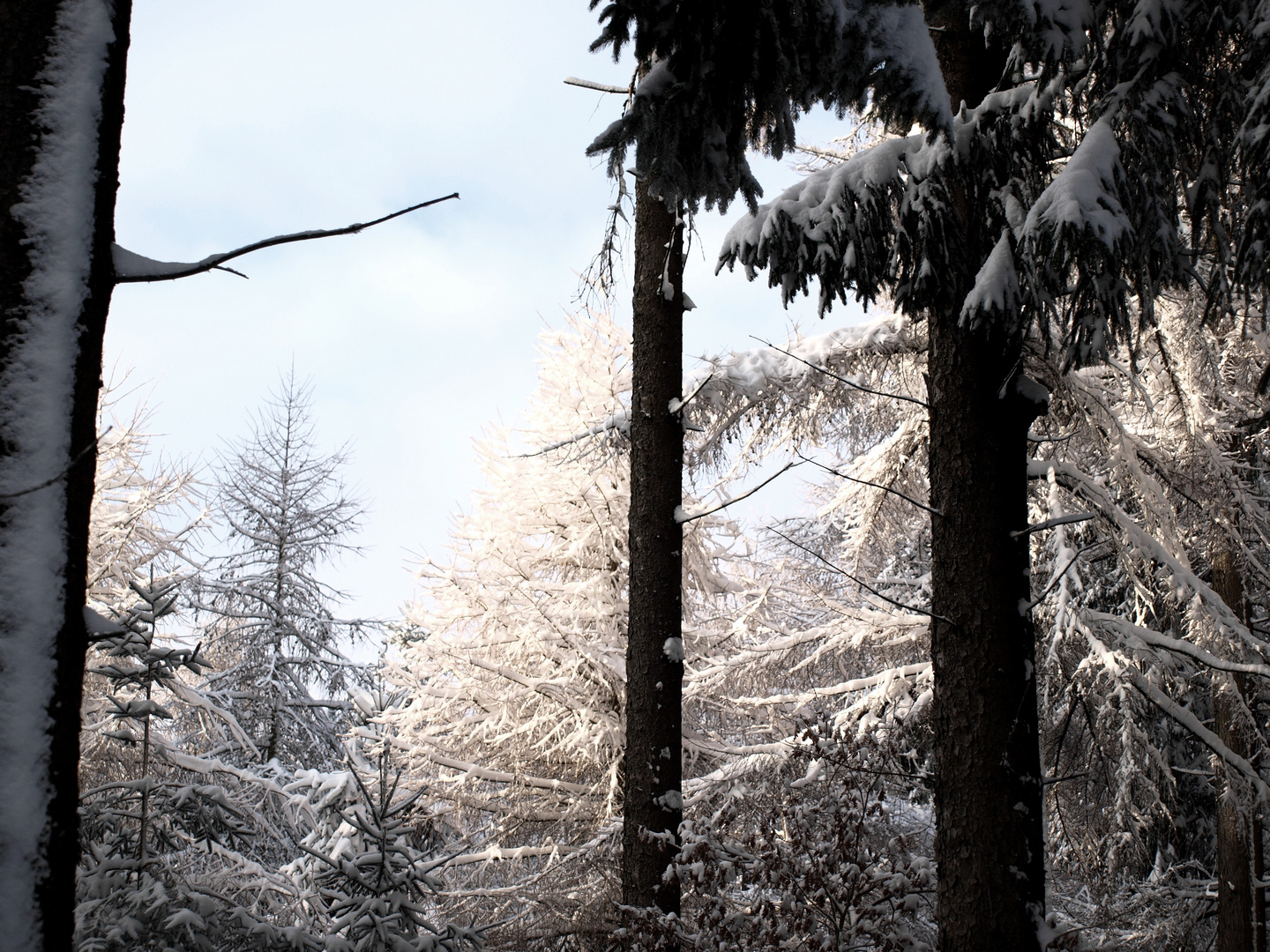 Winterwald