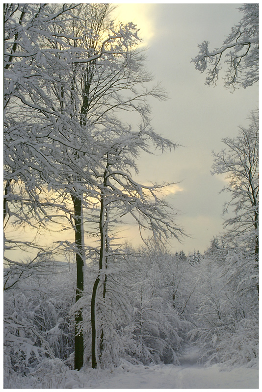 Winterwald