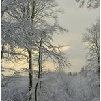 Winterwald