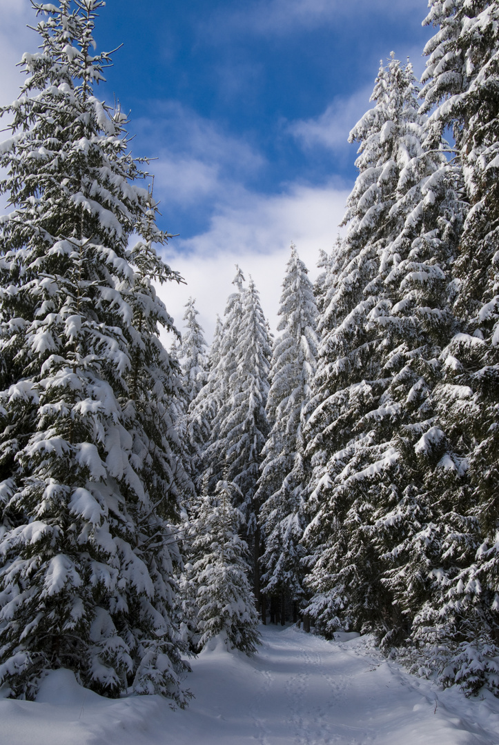 Winterwald