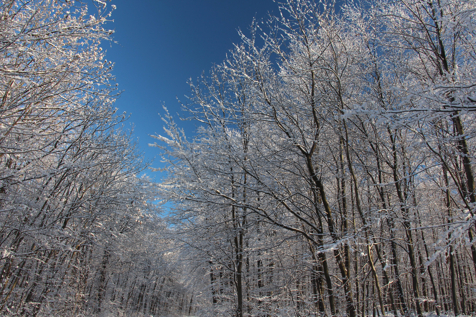 Winterwald