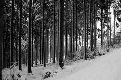 Winterwald