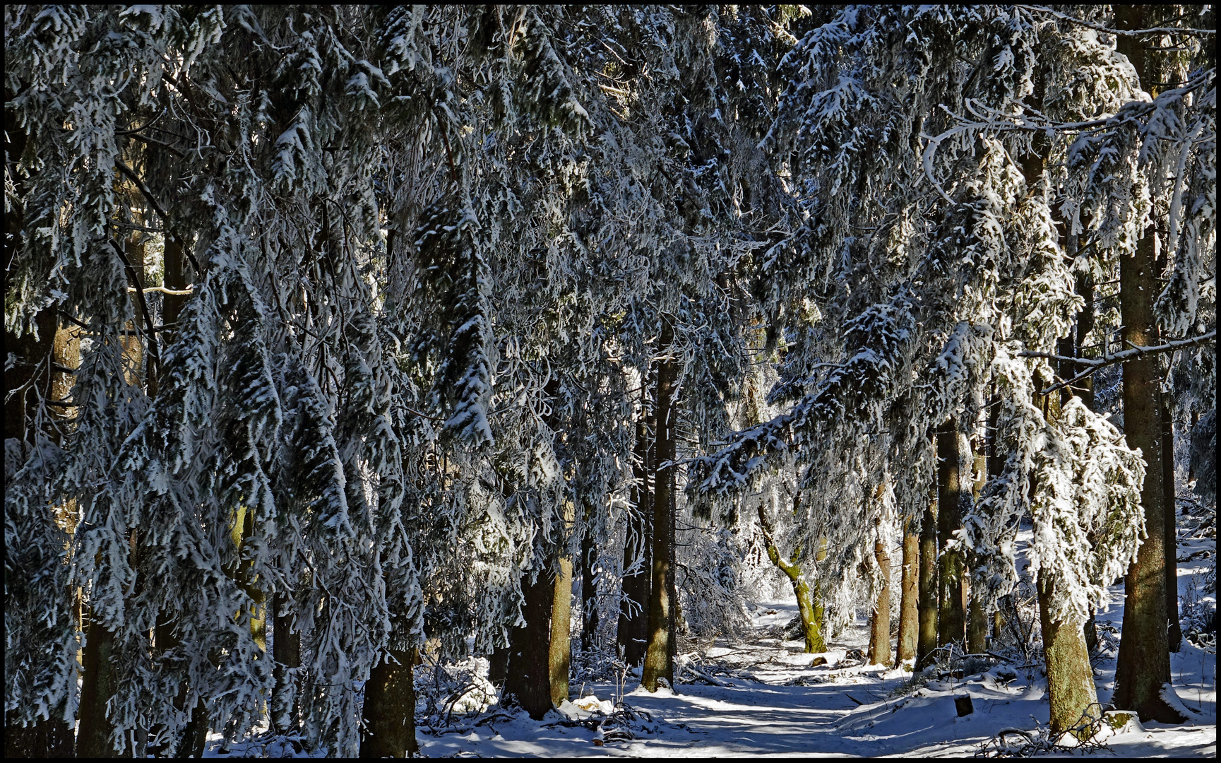 Winterwald