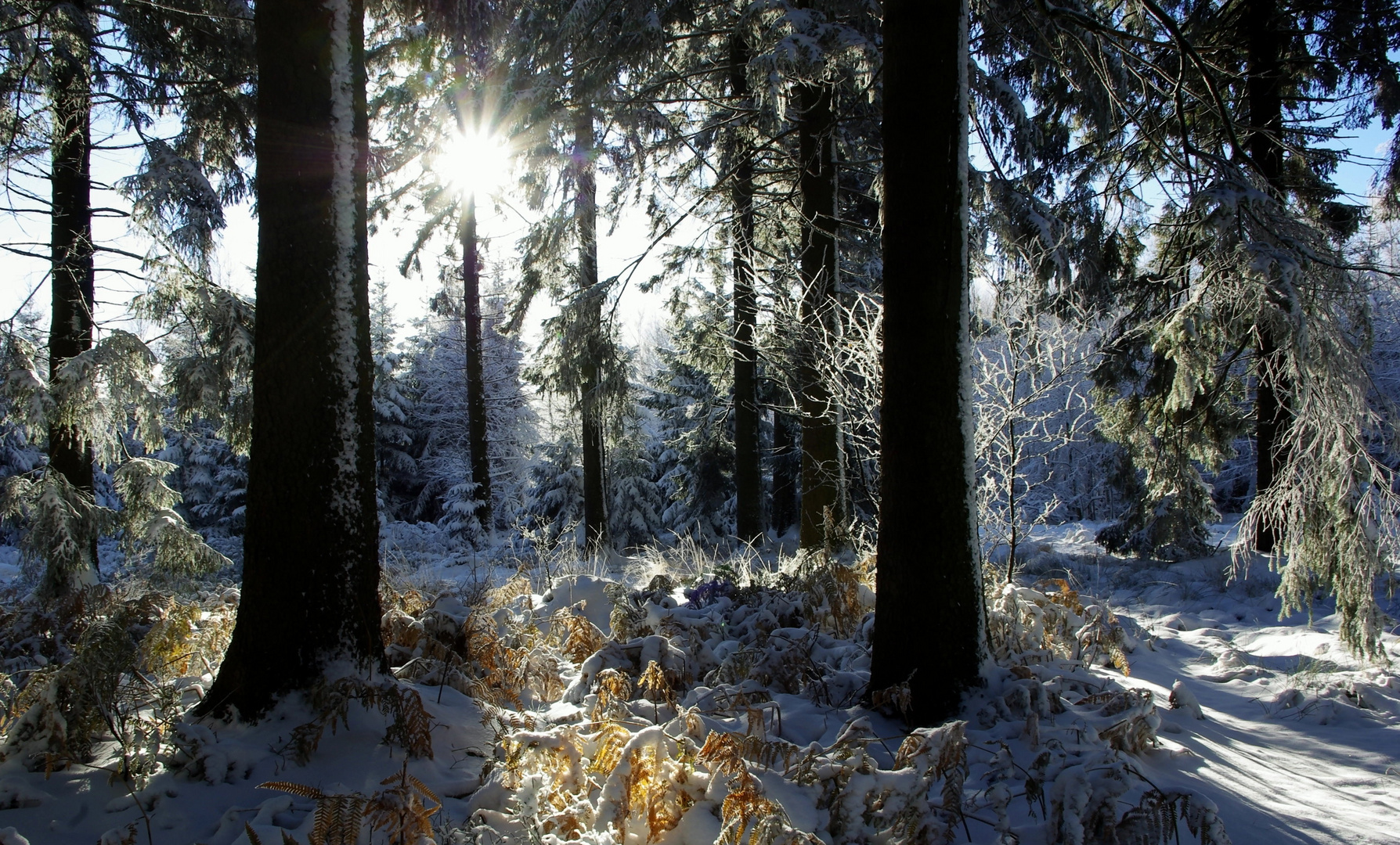 Winterwald 8.12.12