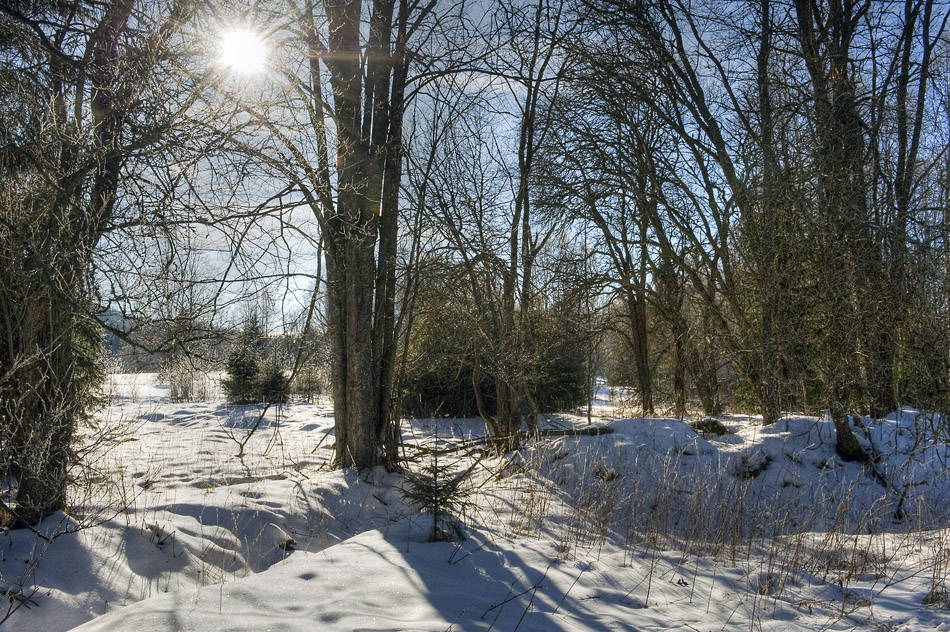 Winterwald von steba4 