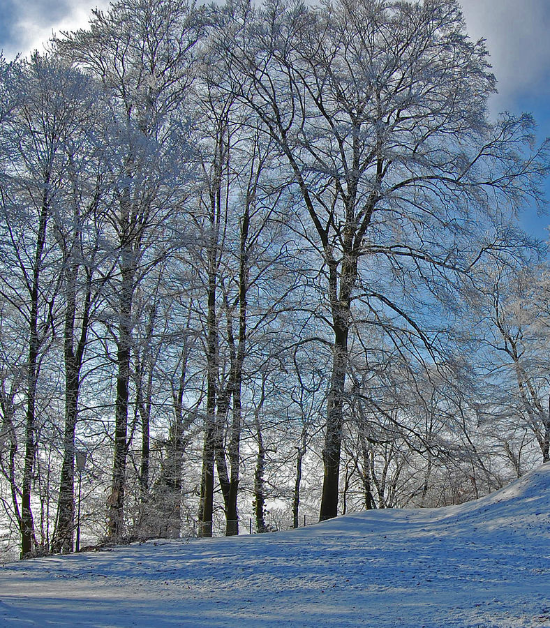 Winterwald