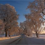 Winterwald