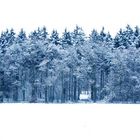 Winterwald