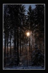 Winterwald