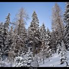 winterwald