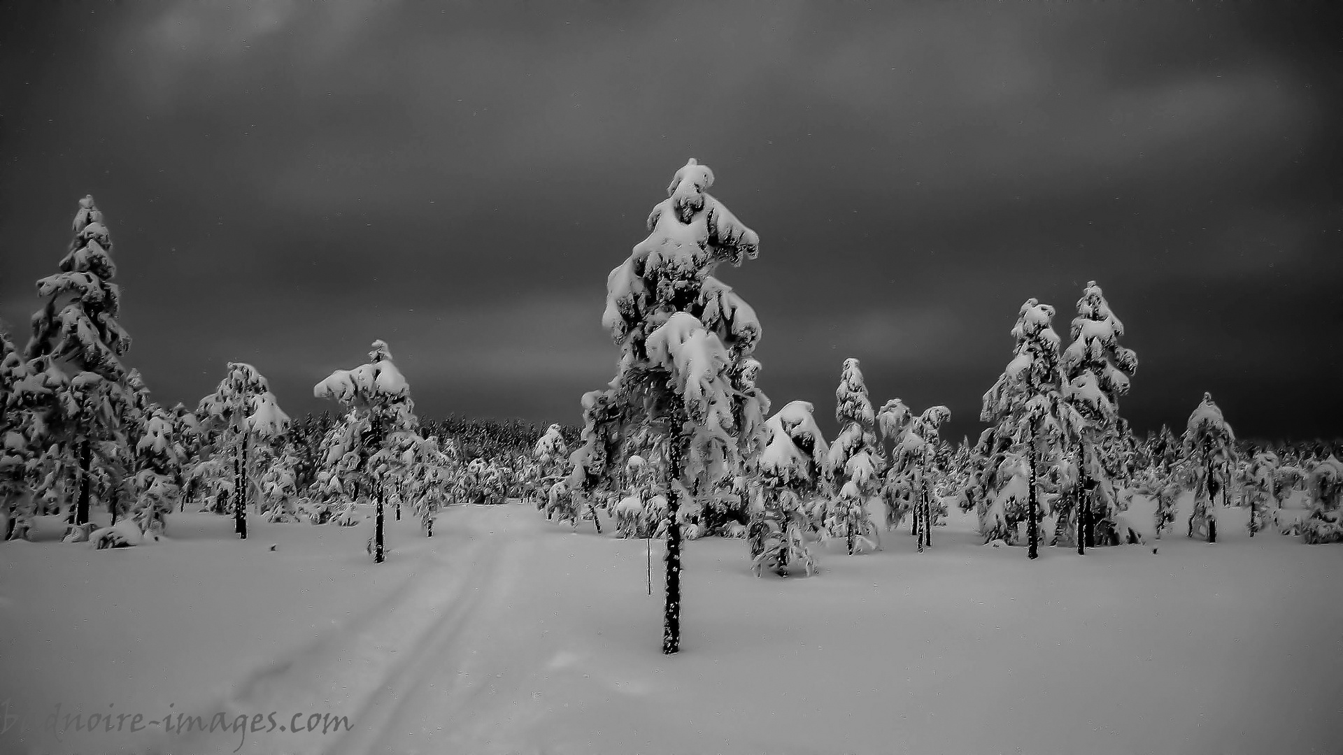 winterwald